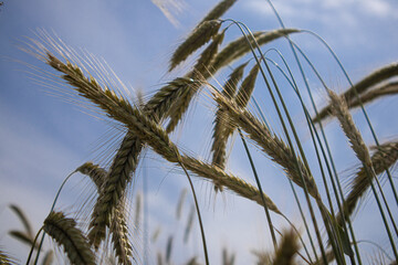 rye grows in the field, spikelets against the sky. The concept of harvest, bread, agriculture,...