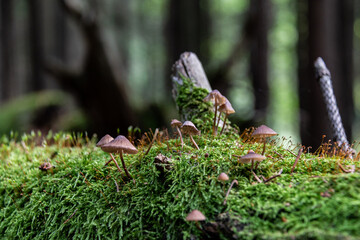 A colony of mushrooms grows from a rotten snag in the forest. Magic mushrooms grow on a stump. Defocused background. Bokeh. Forest background. Close-up.