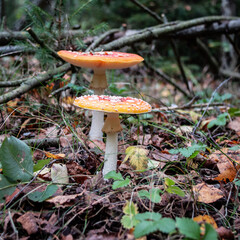 Red poisonous fly agaric in the forest. Close-up. Fly agaric red.