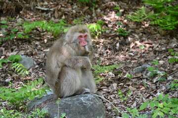 Naklejka na ściany i meble 国営アルプスあづみの公園の石の上でリラックスするかわいい猿