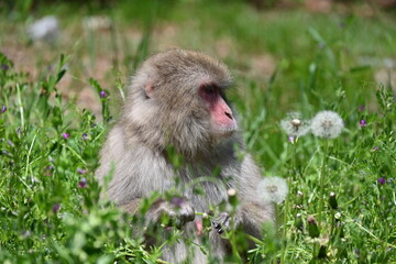 国営アルプスあづみの公園の草むらでどこかを見つめているかわいい猿