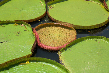 Scenic of swamps and Victoria waterlily lotus
