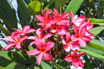 a bouquet of hot pink blooming frangipani flowers in the garden under the bright sunlight