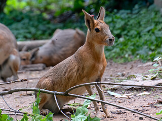 Patagonian Mara