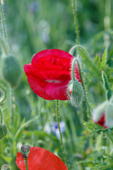 Obraz premium Flowering papaver. Red poppies in the sunny meadow.