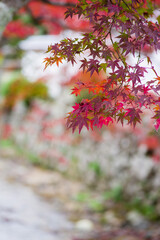 天野山金剛寺（大阪府河内長野市）の紅葉