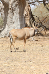 Roan antelope (Hippotragus equinus) in Bandia reserve, Senegal, Africa. African animal. Group of roan antelope (Hippotragus equinus). Safari in Africa, Bandia reserve. Senegalese nature, landscape