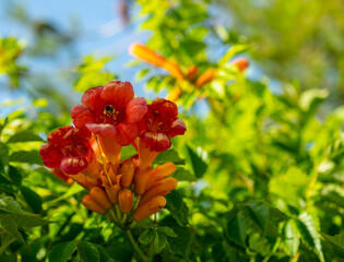 Honey bee on the Trumpet Vine Flower. Beautiful red flowers of the Trumpet Vine or Trumpet Creeper (Campsis radicans)