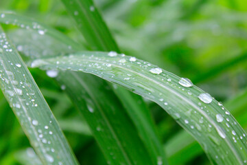 dew on grass