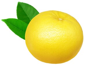 グレープフルーツ イラスト リアル セット