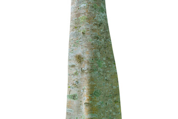 Tree trunk isolated on white background. This has clipping path.