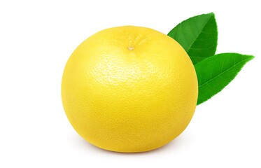 グレープフルーツ イラスト リアル セット