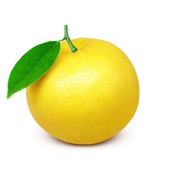 グレープフルーツ イラスト リアル 