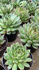 plant in the garden