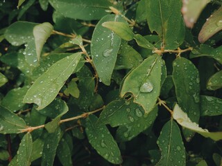 Rain drops on honeysuckle bush leaves. Garden after the rain. Summer flora background.
