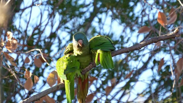 Blue-crowned Parakeets ( Thectocercus acuticaudatus) perching on a branch, natural habitat. Northern Argentina.