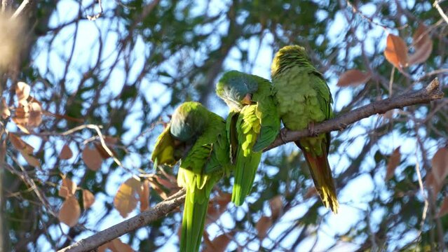 Blue-crowned Parakeets ( Thectocercus acuticaudatus) grooming, natural habitat. Northern Argentina. Slow motion.