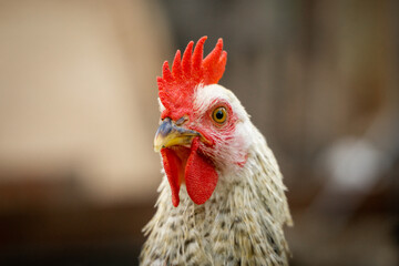Americana Rooster
