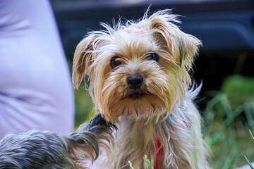 Portrait of a curious little dog, Yorkshire Terrier large 