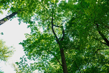 Fototapeta na wymiar View on trees crowns, Green tree crown closeup