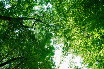 View on trees crowns, Green tree crown closeup