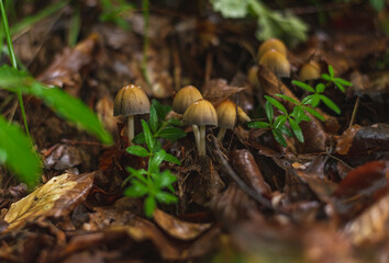 Tiny and small mushrooms in forest