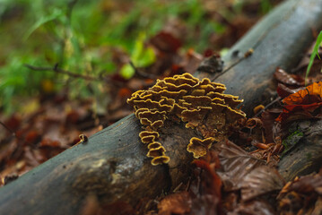 Cluster of mushrooms on dead tree trunk