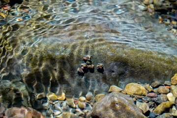 water current washing over a rock, a rock with insect cocoons under the water