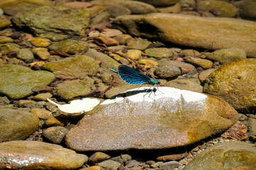 Dragonfly basking on a sunny rock by the water, bright insect on a rock protruding from the water