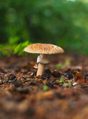 Blusher mushroom in forest