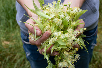 Woman holding Linden tree flowers and leaves in hands. Close up. Harvesting linden blossom