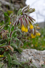 Goldene Lotwurz // Orange-Yellow Onosma (Onosma frutescens) - Mani, Peloponnes, Griechenland