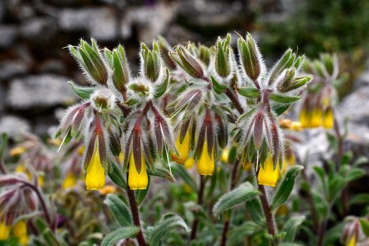 Orange-Yellow Onosma // Goldene Lotwurz (Onosma frutescens) - Mani, Peloponnese, Greece