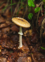 Panther cap mushroom in forest