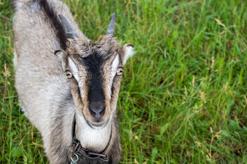 Close up of a cute curious goat kid on green summer lawn. Top view