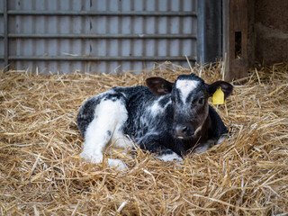 Young black and white Friesian calf in barn.