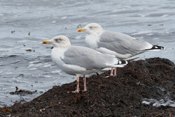 Silbermöwen im Herbst an der Ostsee	