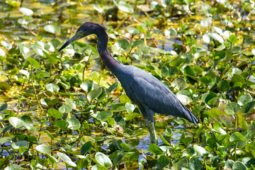 Tricolored heron fishing in the marsh at Orlando Wetlands Park. in Cape Canaveral Florida.