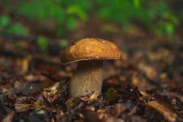 Penny bun (Boletus Edulis) mushroom in forest