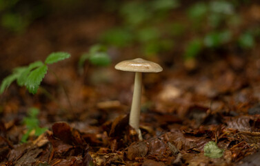 Single mushroom in forest