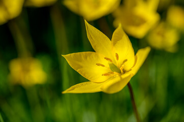 Flowers of yellow tulips on green grass macro. Romantic Tulipa Sylvestris in spring. Field close-up. Flowers. Floral background for design, postcards, posters, banners.