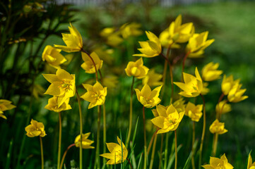 Fototapeta premium Flowers of yellow tulips on green grass macro. Romantic Tulipa Sylvestris in spring. Field close-up. Flowers. Floral background for design, postcards, posters, banners.