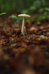 Single mushroom in forest