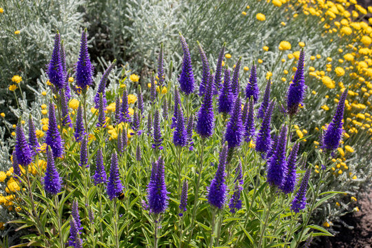 Purple veronica flowers in the summer garden.  Natural floral background. Selective focus.