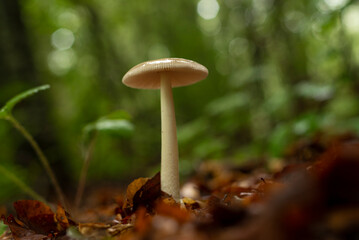 Single mushroom in forest