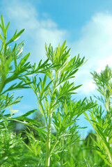 A bush of absinthe wormwood close up in the wild
