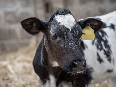 Young black and white Friesian calf in barn closeup.