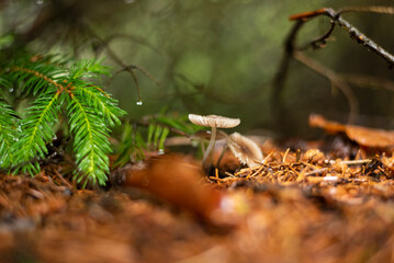 Single mushroom in forest