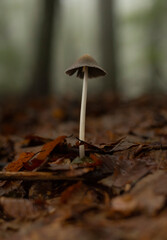 Single mushroom in forest