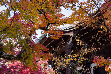 京都真如堂の紅葉